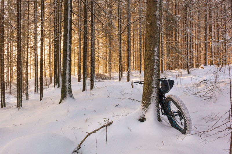 Winter in the forest