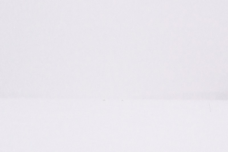 Two raindeers crossing lake Norvajärvi