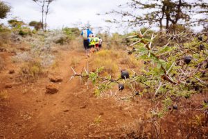 Stingy bushes on the savanna