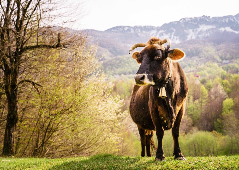Cow in Theth Valley, Albania